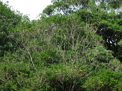 Planchonella costata