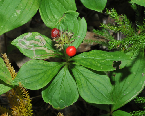 Dogwood leaf-mining fly photo 6