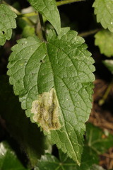 Amauromyza labiatarum