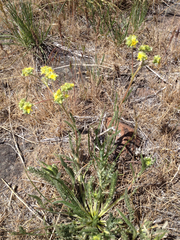 Ivesia aperta aperta