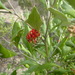 Grevillea ilicifolia - Photo (c) Ralph Foster,  זכויות יוצרים חלקיות (CC BY-NC), הועלה על ידי Ralph Foster