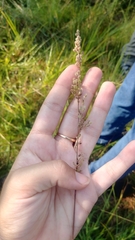 Anthenantia rufa