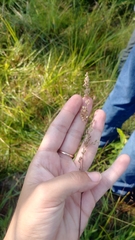 Anthenantia rufa