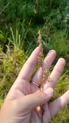 Anthenantia rufa