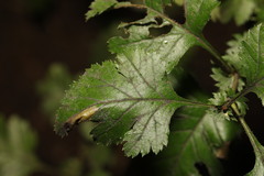 Phyllonorycter oxyacanthae