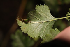 Phyllonorycter oxyacanthae