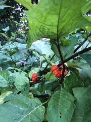 Solanum aethiopicum