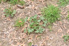 Malva sylvestris