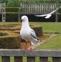 Chroicocephalus novaehollandiae scopulinus