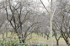 Prunus amygdalus