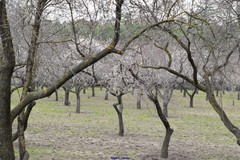 Prunus amygdalus
