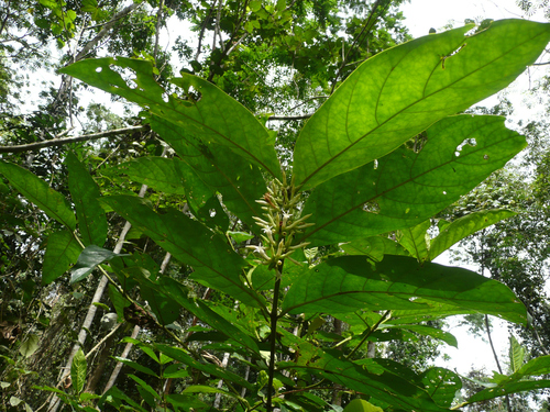 Bertiera racemosa image