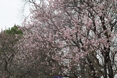 Prunus amygdalus