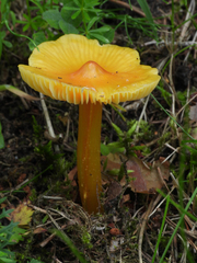Hygrocybe conica