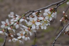 Prunus amygdalus