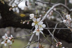 Prunus amygdalus