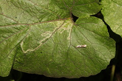 Phytomyza lappae