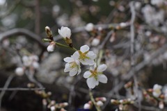 Prunus amygdalus