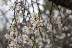 Prunus amygdalus