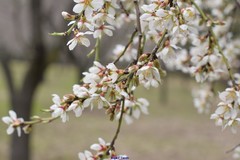 Prunus amygdalus