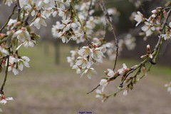 Prunus amygdalus