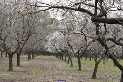 Prunus amygdalus