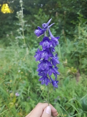 Delphinium fissum
