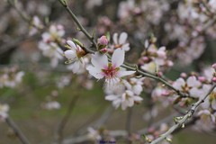 Prunus amygdalus