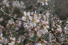 Prunus amygdalus