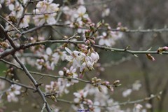 Prunus amygdalus
