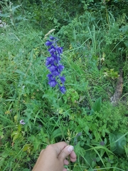 Delphinium fissum