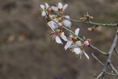 Prunus amygdalus