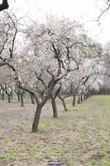 Prunus amygdalus
