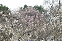 Prunus amygdalus