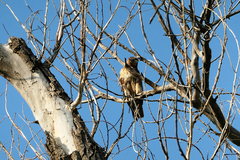 Buteo jamaicensis
