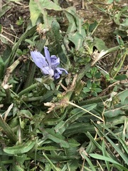 Cichorium intybus
