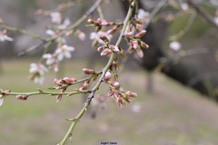 Prunus amygdalus