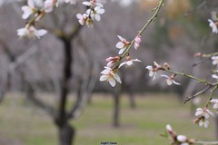 Prunus amygdalus