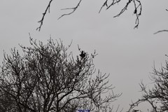 Columba palumbus