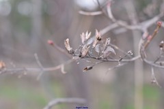 Prunus amygdalus