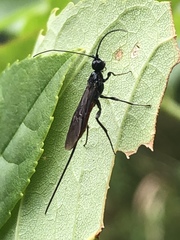 Atanycolus longicauda