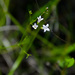 Narrowleaf Bluet - Photo (c) Suzanne Cadwell, some rights reserved (CC BY-NC), uploaded by Suzanne Cadwell