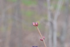 Prunus amygdalus