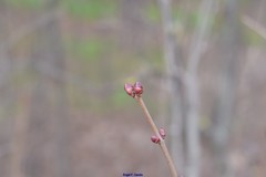 Prunus amygdalus
