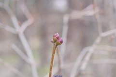 Prunus amygdalus