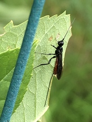 Atanycolus longicauda