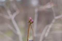 Prunus amygdalus