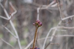 Prunus amygdalus