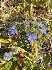 Eritrichium aretioides