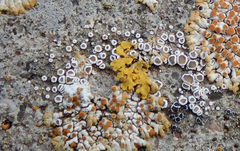 Myriolecis semipallida